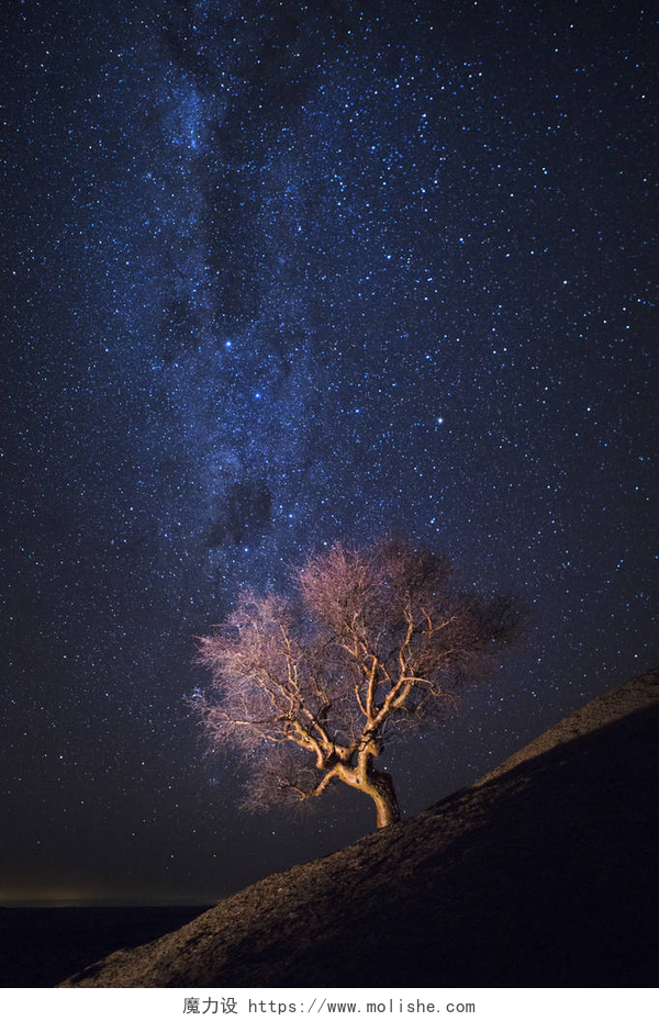 美丽星空下的一棵树木美丽的银河